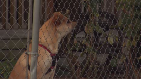 perro ladrando detrás de una cerca de tela metálica