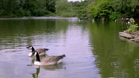 Gansos-Simplemente-Relajándose-Flotando-En-Stamford-Park-En-Manchester