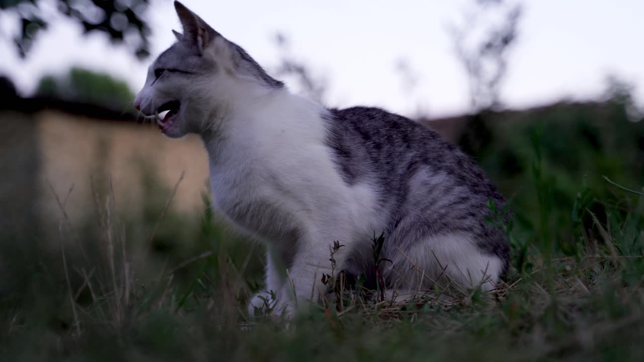 gato doméstico parado frente a la cámara en un paisaje rural y saliendo