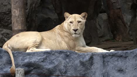 a female white lion or panthera leo with blonde fur is lying and looking around curiously in its habitat at a zoo