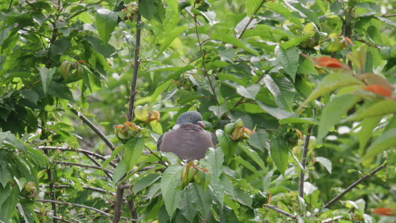 paloma de madera silvestre sentada en lo alto de un árbol de sicómoro en el campo del reino unido
