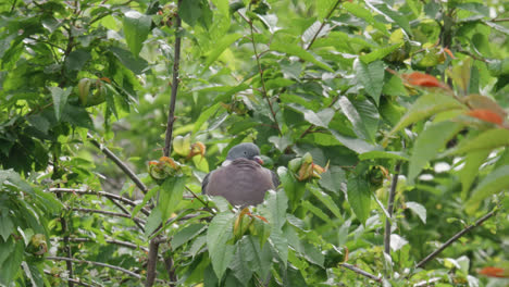 Wild-wood-pigeon-sitting-perched-high-up-in-a-sycamore-tree-in-the-UK-countryside