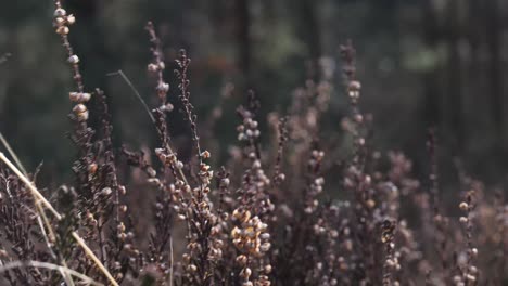 detail close up shot of lavender plant moving in the wind