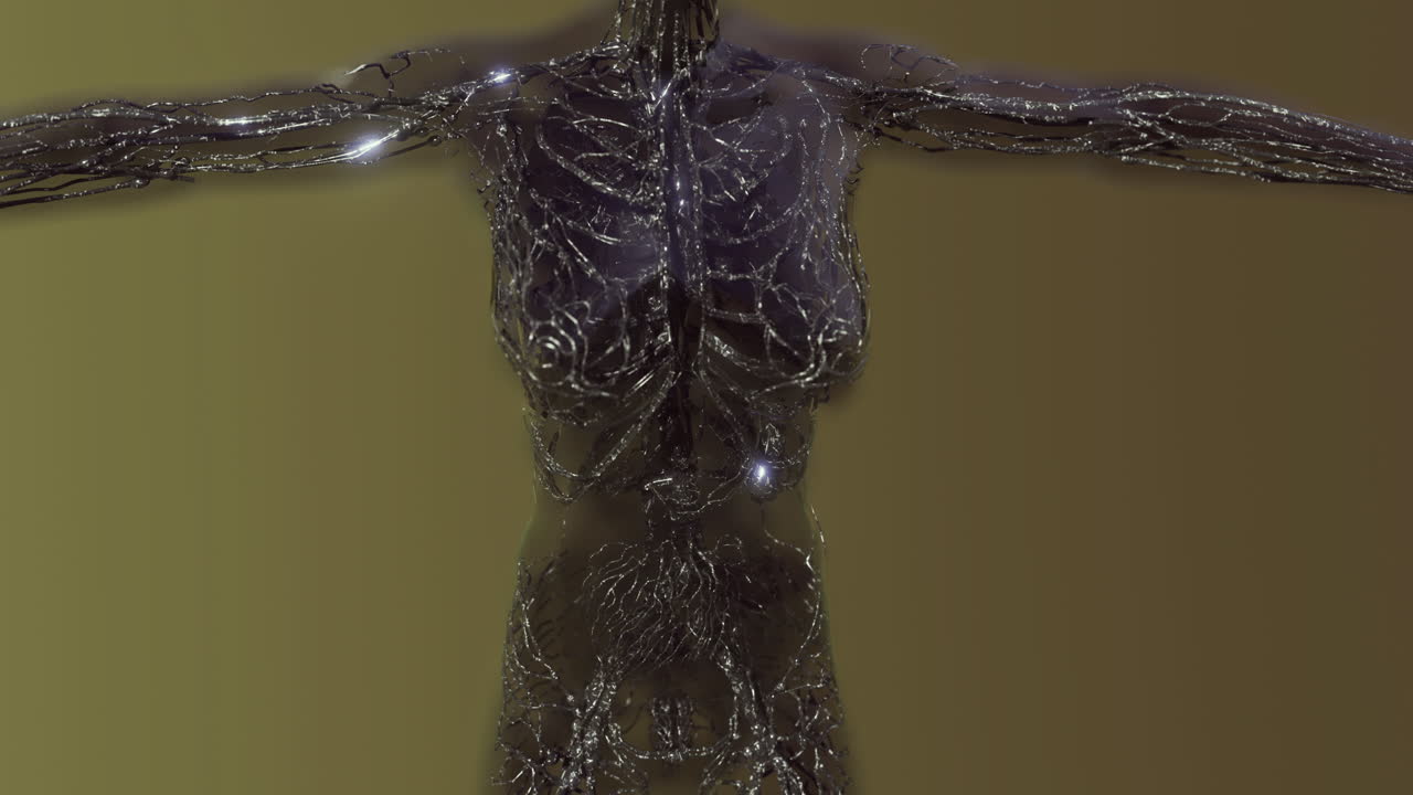 Detailed exploration of human blood vessels veins and arteries in anatomy