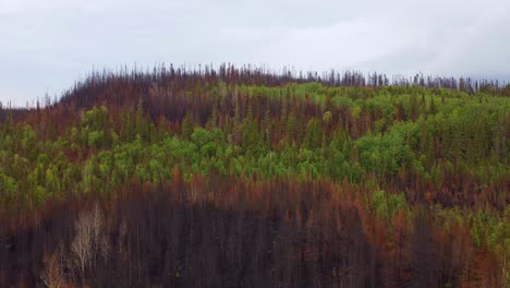 Las-Secuelas-Del-Incendio-Forestal-Muestran-El-Contraste-Entre-árboles-Verdes-Y-Quemados,-Imágenes-Aéreas.