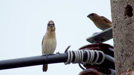 a couple of sparrows perching on an electrical post in a cloudy day