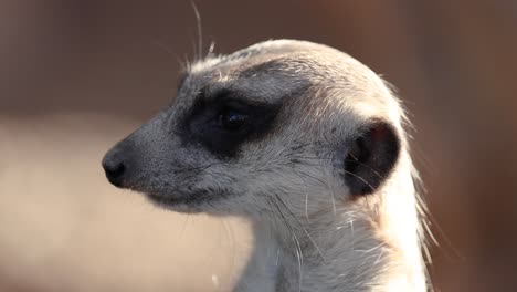 a meerkat attentively scans its environment