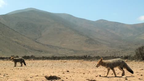 Culpeo-Fox-At-Atacama-Desert-With-Mountain-Range-In-The-Background