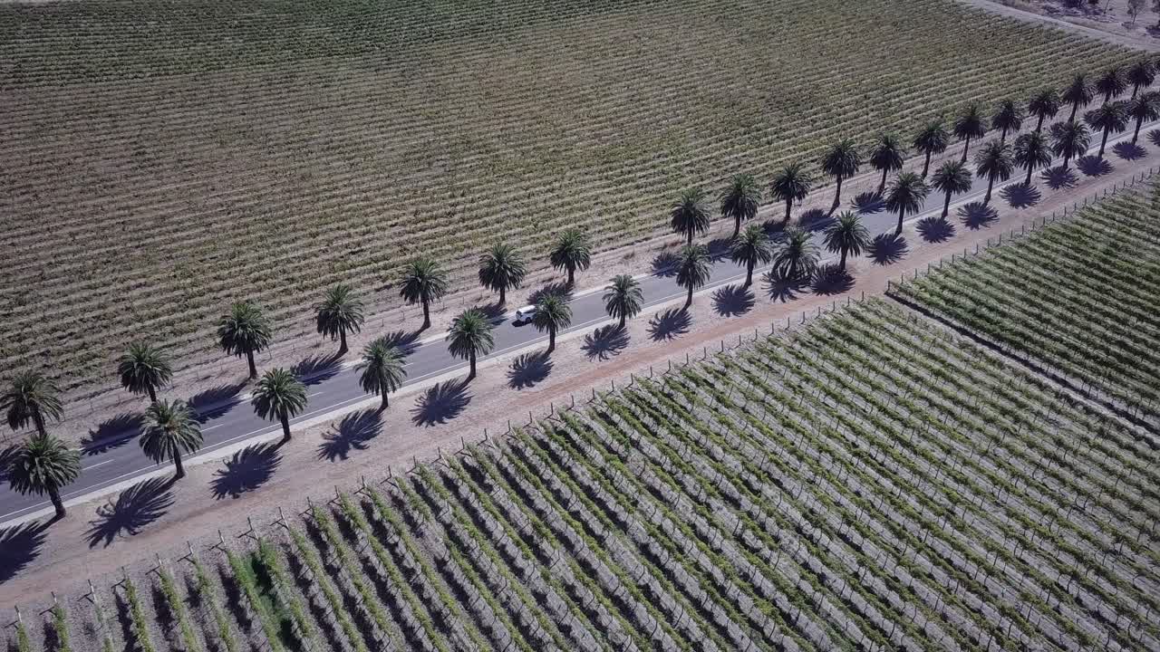 vehículos circulando por la famosa carretera seppeltsfield rodeada de viñedos y palmeras en australia - toma aérea de drones