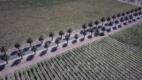 Vehículos-Circulando-Por-La-Famosa-Carretera-Seppeltsfield-Rodeada-De-Viñedos-Y-Palmeras-En-Australia---Toma-Aérea-De-Drones