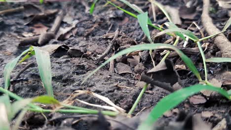 Close-up-of-busy-black-worker-ants-in-wild