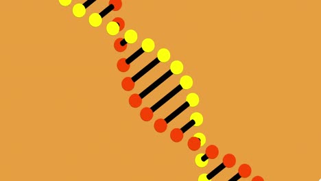 animación de la estructura del adn girando en contra con espacio de copia en fondo naranja.