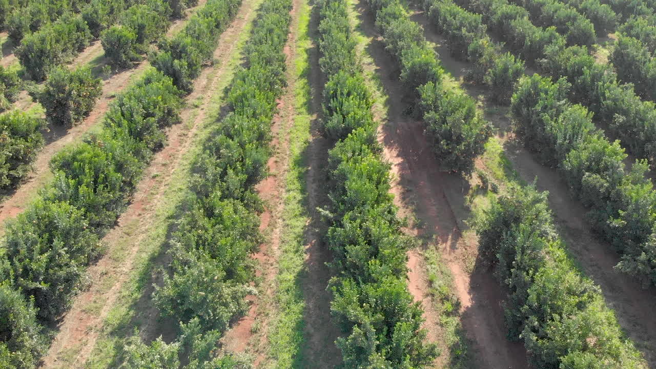 Orange plantation on sunny day in Brazil