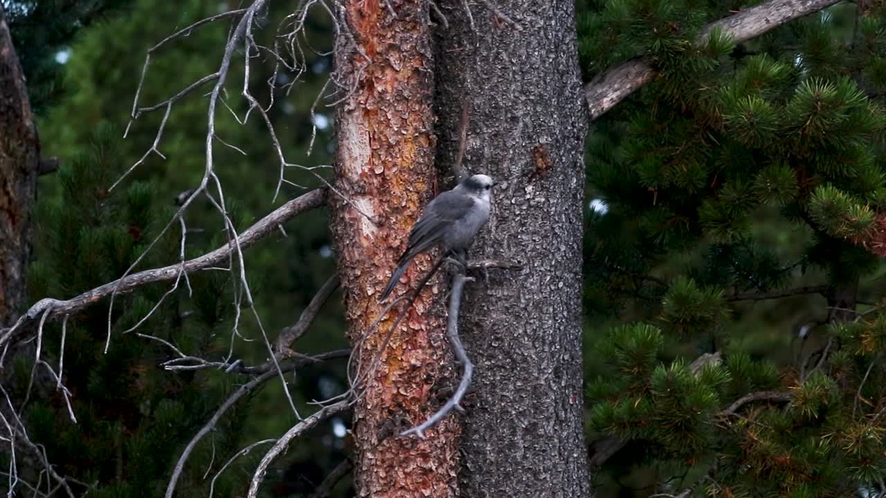 pájaro salta en la rama de un árbol y luego se va volando