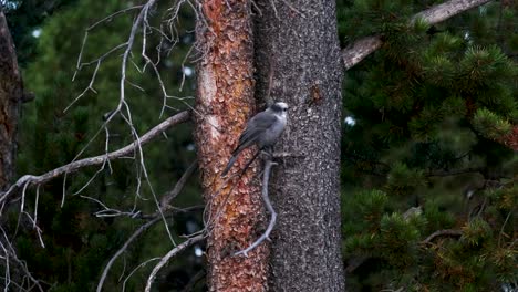 bird hops on tree branch then flies away