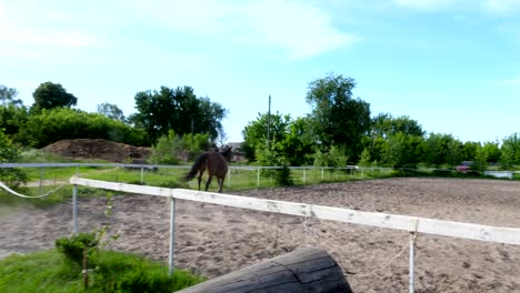 summer, outdoors, beautiful thoroughbred brown stallion, horse fools around in aviary, on training sand field, ground on farm. horse jumps, runs, have fun with his jockey, friend