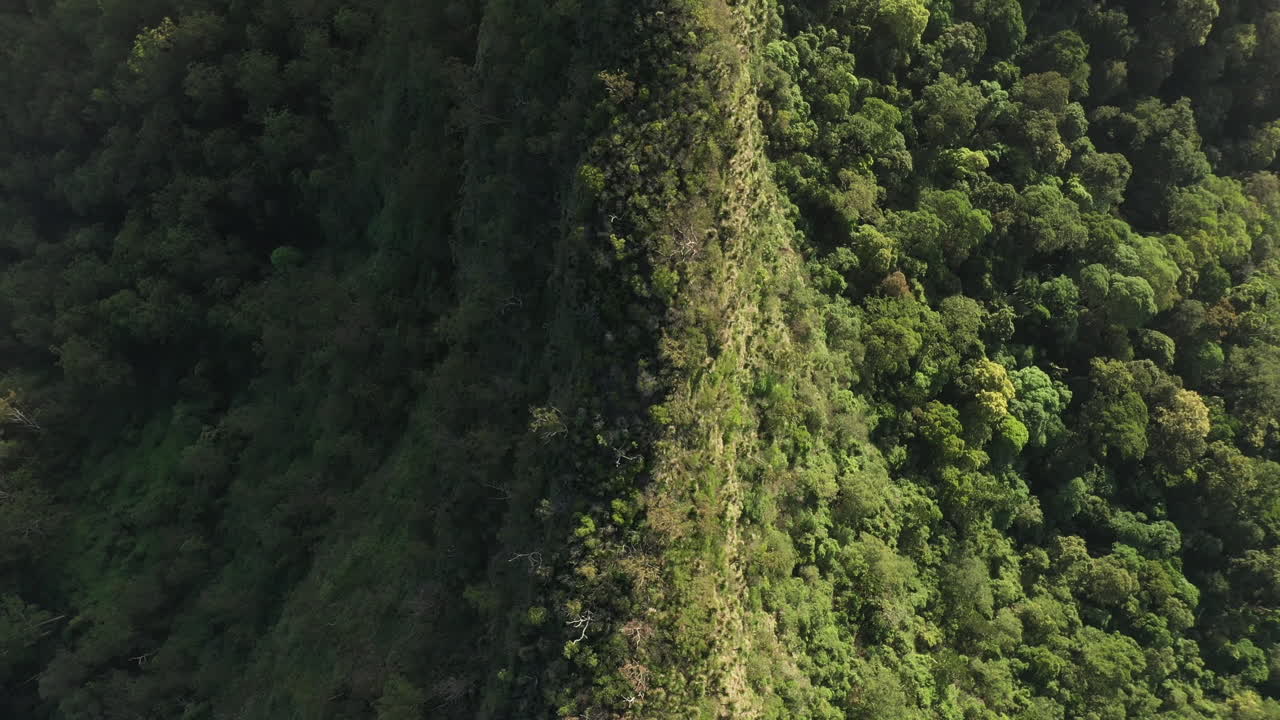 toma de drones de 4k de una cordillera cubierta de árboles y arbustos durante la puesta de sol en el parque nacional border ranges, nueva gales del sur en australia