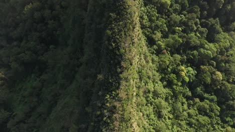 4K-drone-shot-of-a-mountain-ridge-covered-with-trees-and-bushes-during-sunset-at-Border-Ranges-National-Park,-New-South-Wales-in-Australia