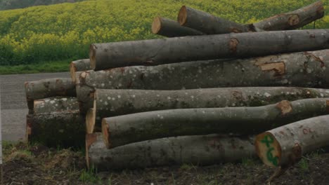 Tractor-mud-trails-leading-to-lumber-yard-and-piles-of-cut-trees-in-front-of-Balvarian-mill,-Germany,-Europe