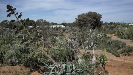 Cactus-Campo-Desierto-Pan-Izquierda