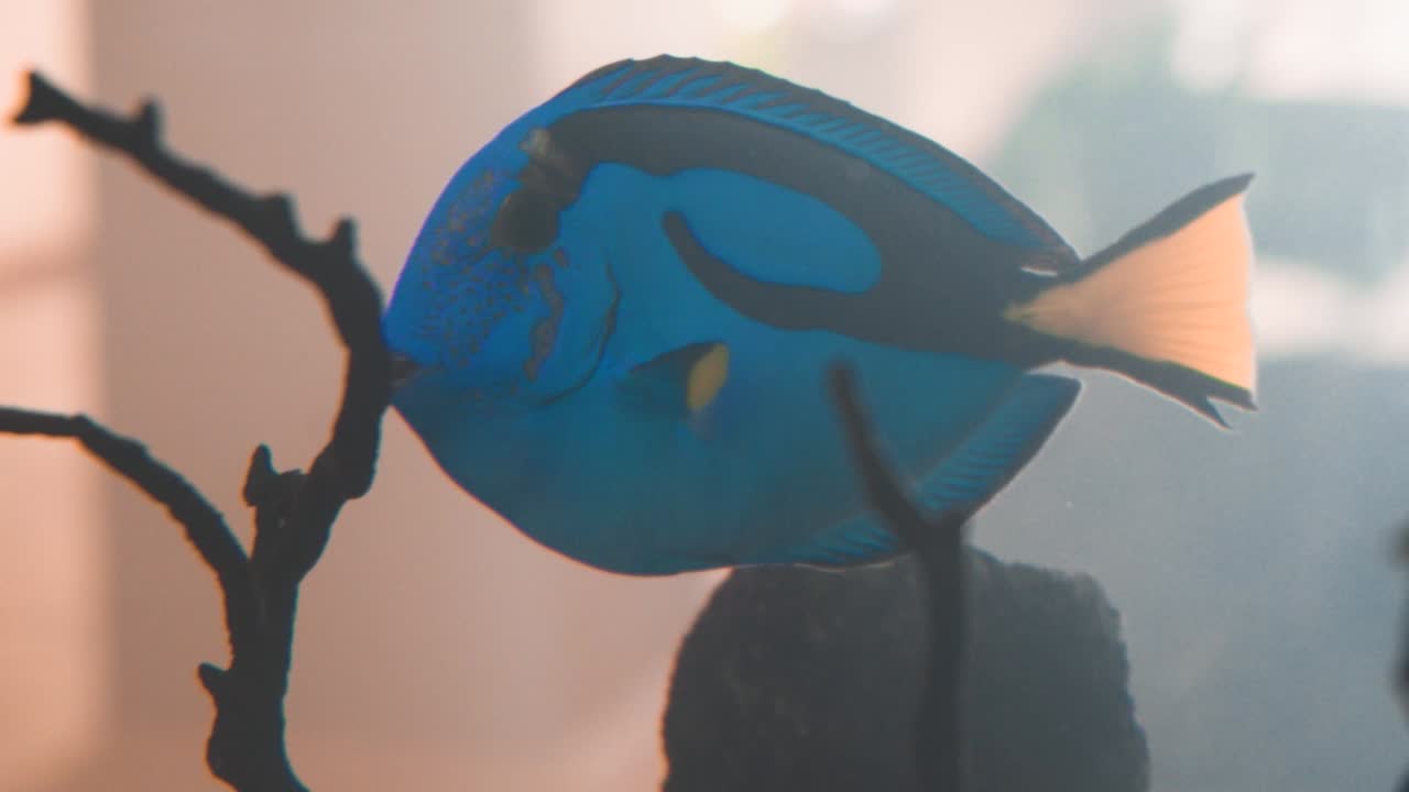 pez dory nadando en un tanque con otros peces