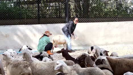 people engaging with sheep in a zoo setting