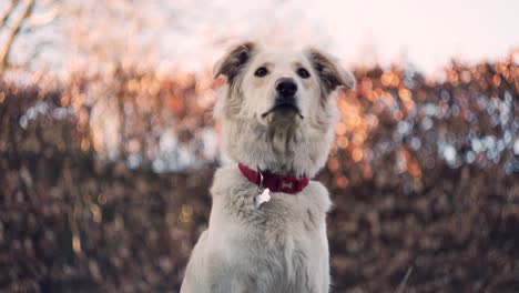 el perro blanco mira con curiosidad a la cámara en el jardín de otoño