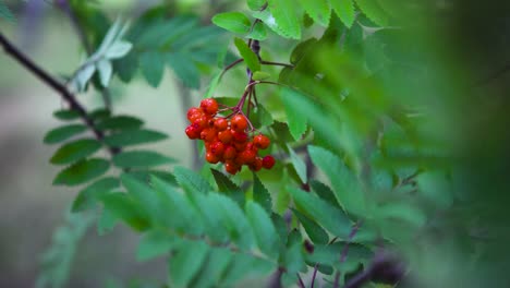 cluster of red berries on a branch