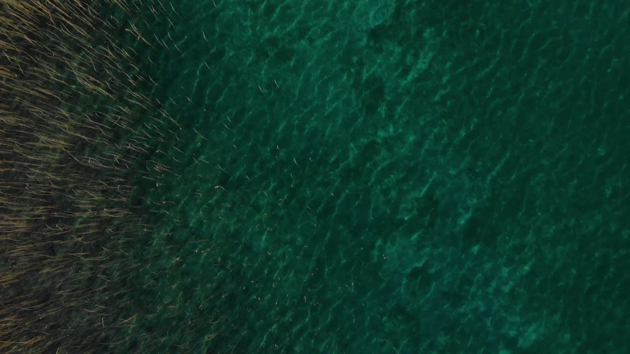 hermosa superficie del lago con agua cristalina turquesa y juncos cerca de la costa