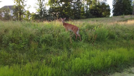 doe deer in a field at sunset-15