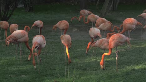 grupo de flamencos comiendo