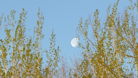 tree branches with blue sky and moon in background during the day