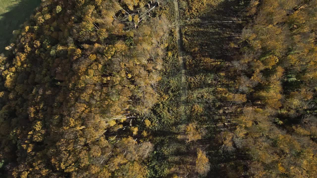Yellow autumn trees in a forest at sunset