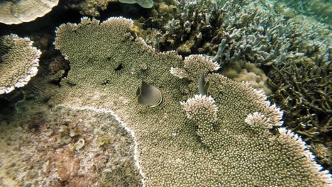 A-handheld-underwater-tracking-shot-of-a-tropical-fish-swimming-in-and-out-of-a-coral-reef,-in-the-Philippines