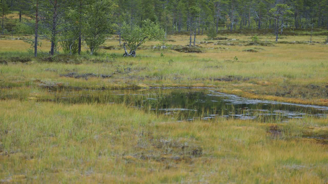 A small reflective pond lies in the meadow in the autumn tundra surrounded by patches of green trees and grassy terrain.