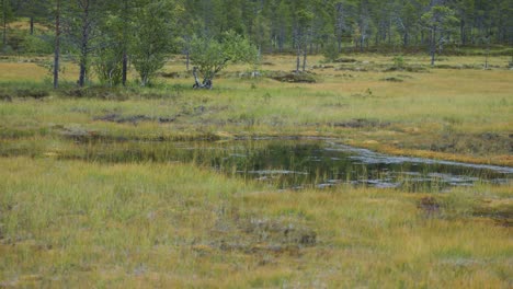 a small reflective pond lies in the meadow in the autumn tundra surrounded by patches of green trees and grassy terrain.