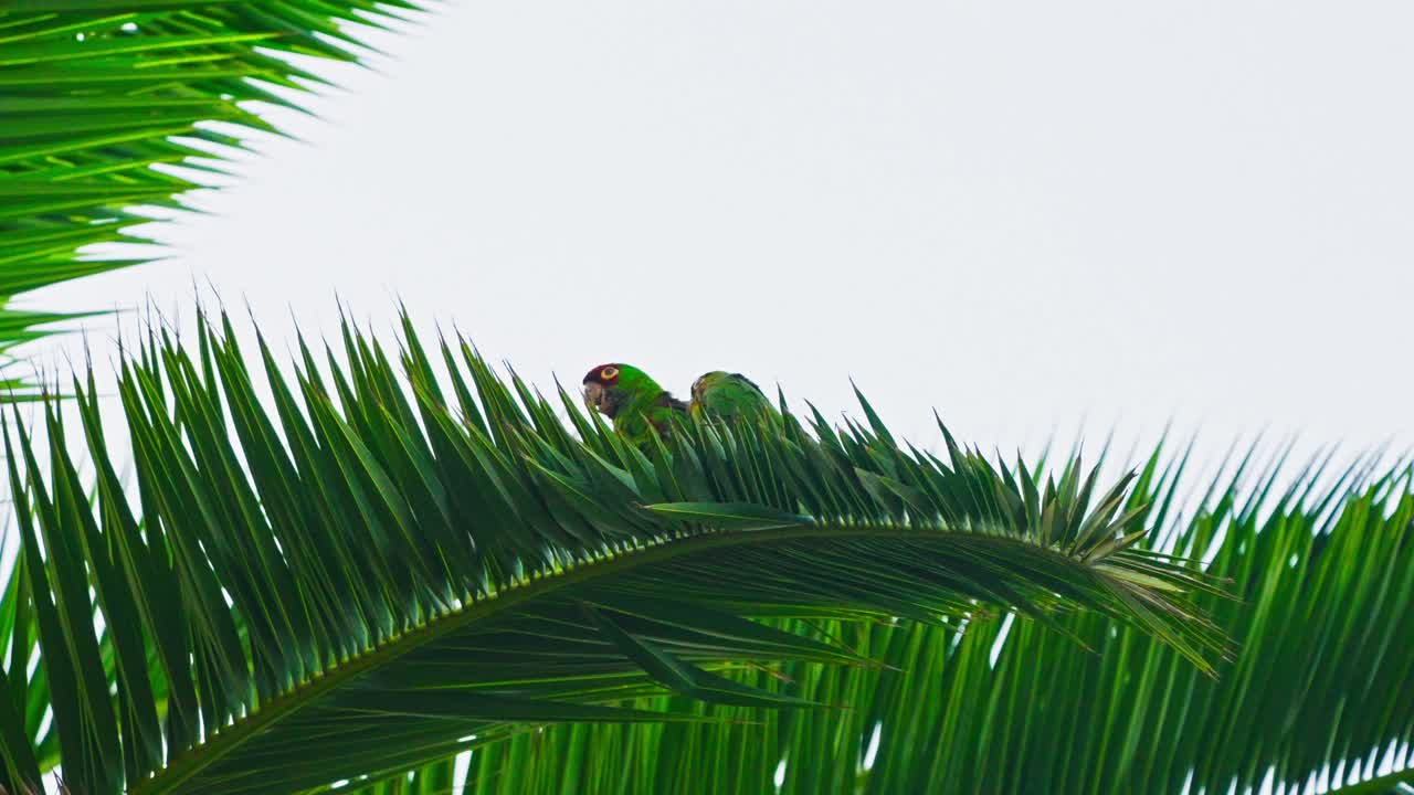 Parrots perched on a palm tree against the sky, showcasing their vibrant green plumage