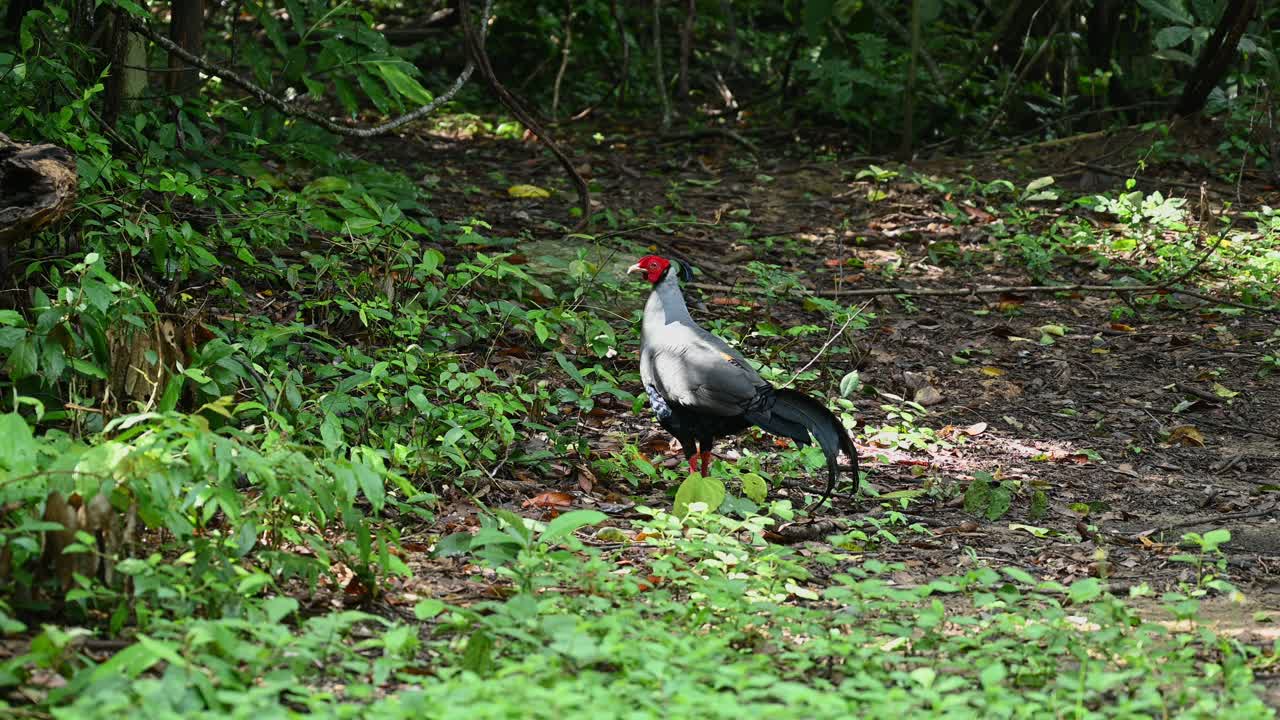 fireback siamés, lophura diardi