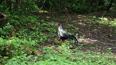 Siamese-Fireback,-Lophura-diardi