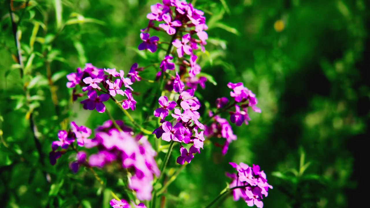 Fiori viola vivaci sbocciano tra un lussureggiante fogliame verde. La messa a fuoco morbida evidenzia petali delicati e luce naturale. Una leggera brezza muove leggermente i fiori. Perfetto per natura, primavera.