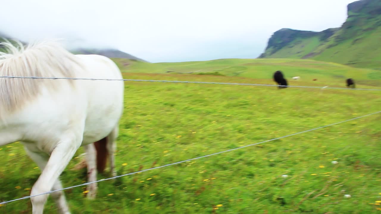 un caballo blanco detrás de una cerca de alambre comiendo hierba en islandia, montañas verdes, flores amarillas, caballos blancos y negros en el fondo, full hd