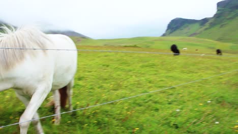 A-white-horse-behind-a-wire-fence-eating-grass-in-Iceland,-green-mountains,-yellow-flowers,-black-and-white-horses-in-the-background,-Full-HD