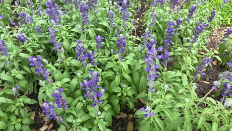 time-lapse of purple flowers growing.