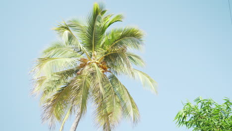 Beautiful-green-and-yellow-coconut-palm-tree-with-blue-sky-in-background