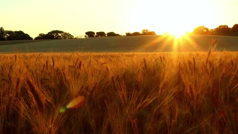 the setting sun rays touch the field of wheat bringing out the golden glow