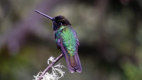 un lindo y inquieto colibrí talamanca , usando una rama como plataforma de lanzamiento para sus aventuras en el desierto