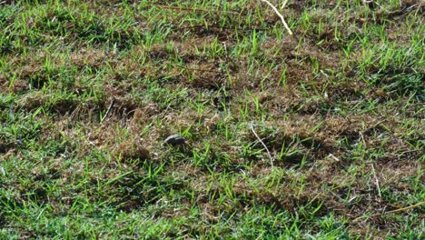 solo hermit crab with shell walking and climbing through grassy lawn towards ocean water on a remote tropical island