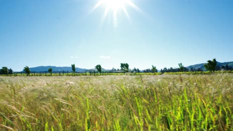 Grass-blowing-in-wind-with-sheep-and-olive-grove