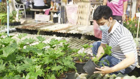 a masked asian man is seen from behind as he squats to examine and touch on a leaf of the monstera plant in a nursery store shop at a garden center business