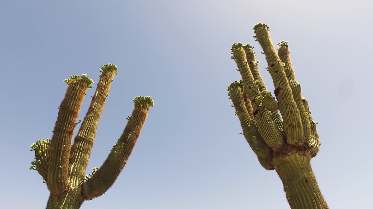 pan a cacto saguaro en el campo de golf greyhawk, scottsdale, arizona